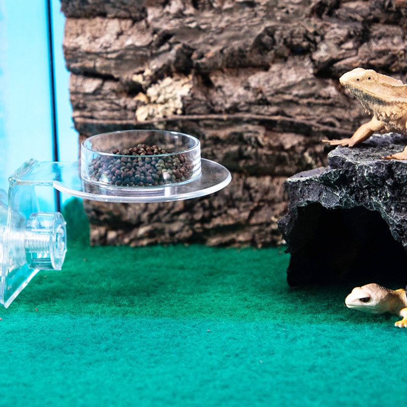 Acrylic Crawling Pet Feeding W - Water Dish Reptile のレビューと価格