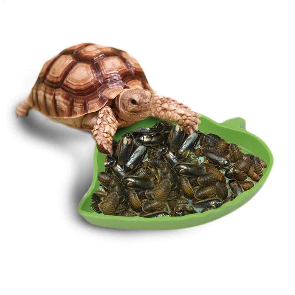 Amphibians Reptiles Feeder Pla - Water Dish Reptile のレビューと価格