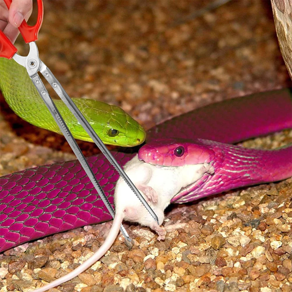 Snake Feeding Tongs Reptile Fe - Water Dish Reptile のレビューと価格