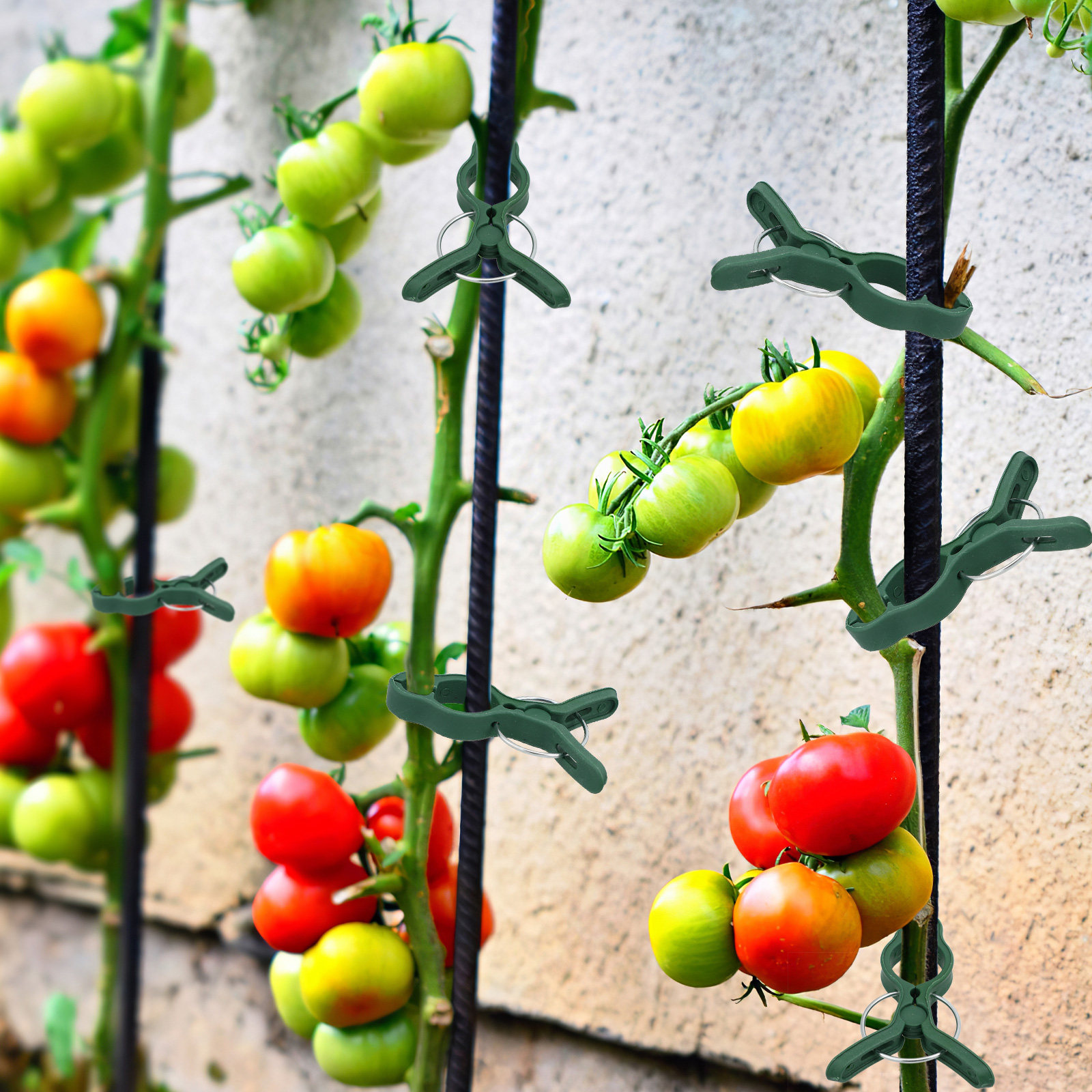 50Pcs Plant Support Clamp Plas - Vine Climbing Plastic のレビューと価格