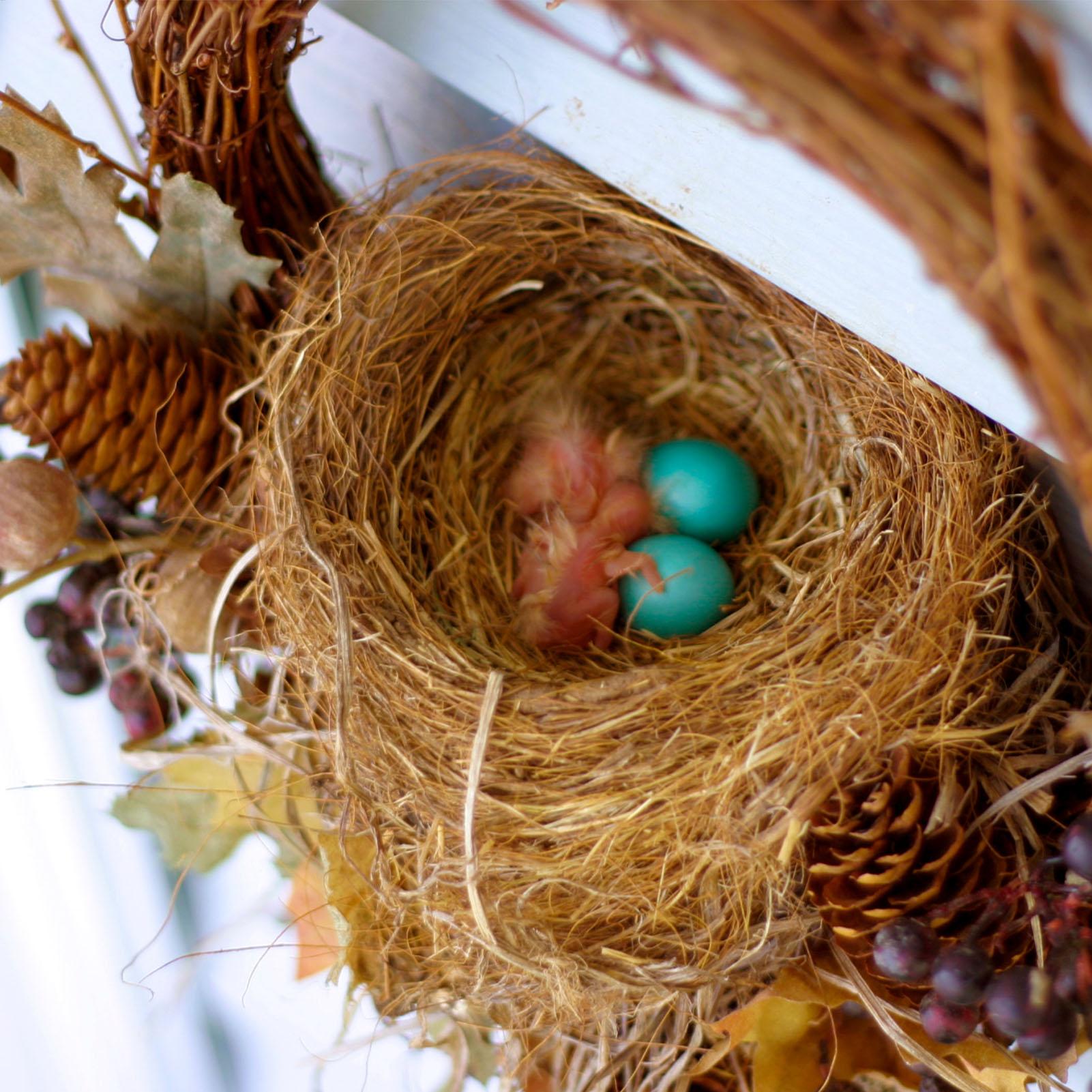 Bird Coconut Fiber 250g/500g D - Substrate Coconut Fiber のレビューと価格
