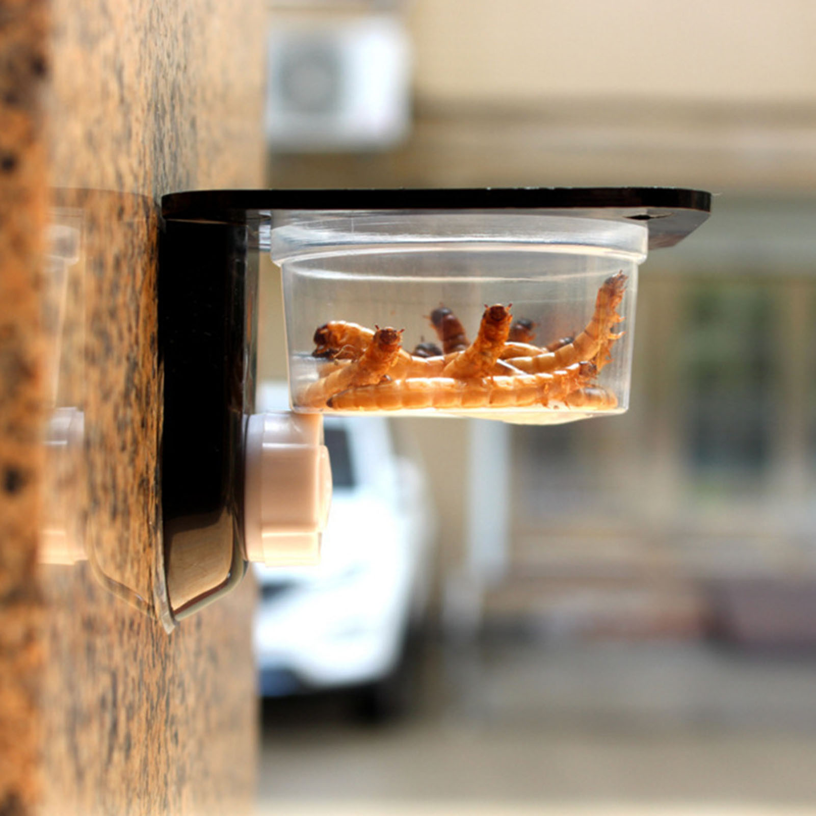 Crested Gecko Feeding Ledge Re - Water Dish Reptile のレビューと価格